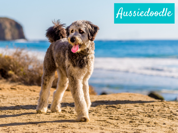 Aussiedoodle