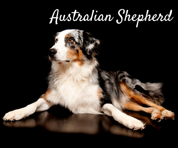 Australian Shepherd