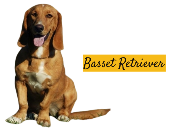 Basset retriever