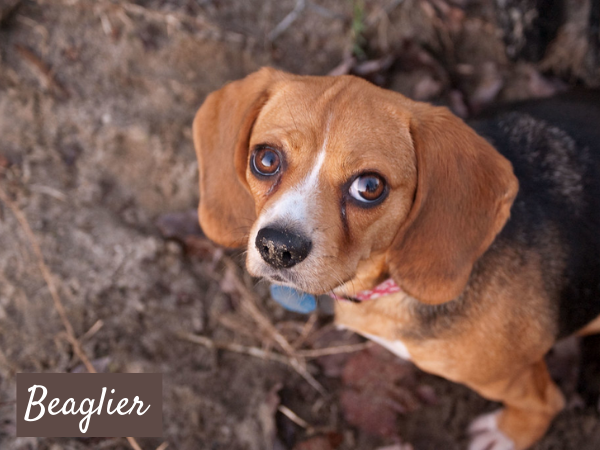 Beaglier