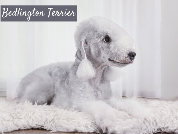 Bedlington Terrier