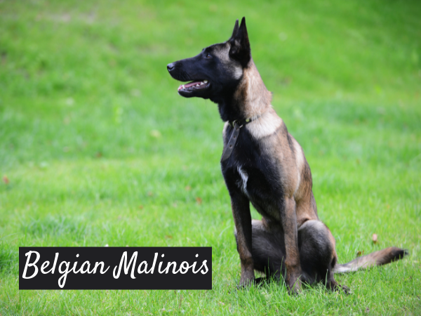 Belgian Malinois