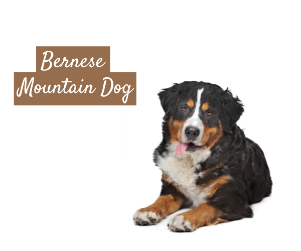 Bernese Mountain Dog