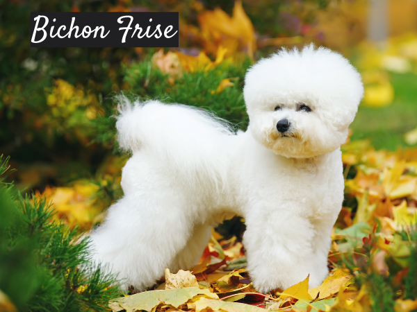 Bichon Frise