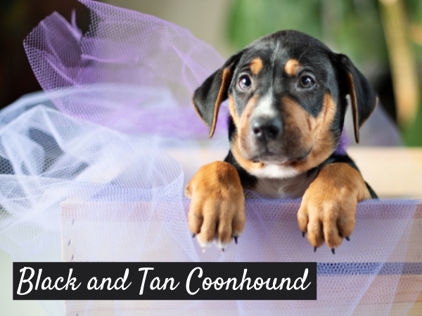 Black and Tan Coonhound