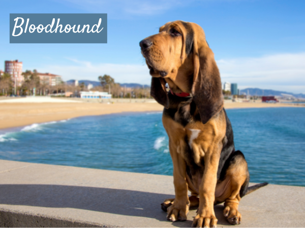 Bloodhound