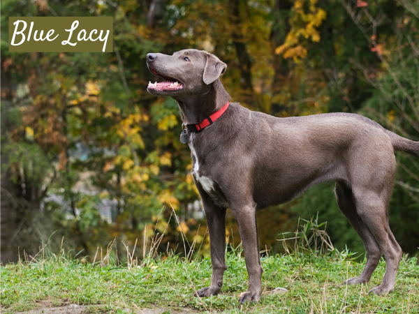 Blue lacy