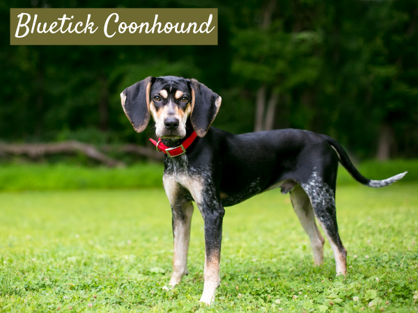 Bluetick coonhound