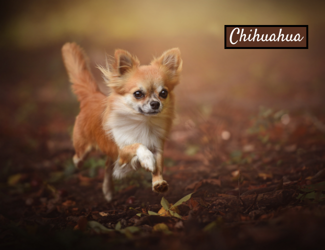 Chihuahua