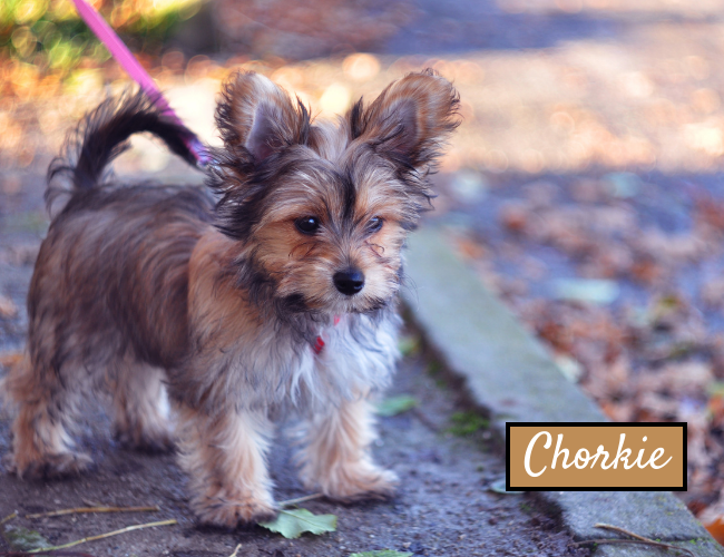 Chorkie