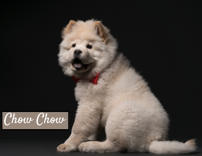 Chow Chow