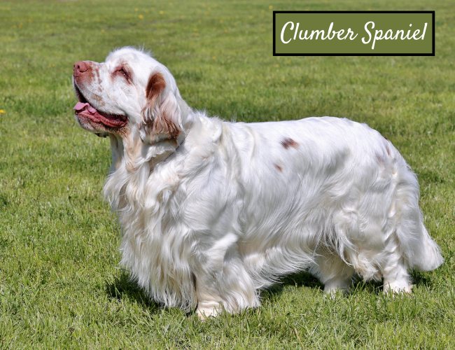 Clumber Spaniel