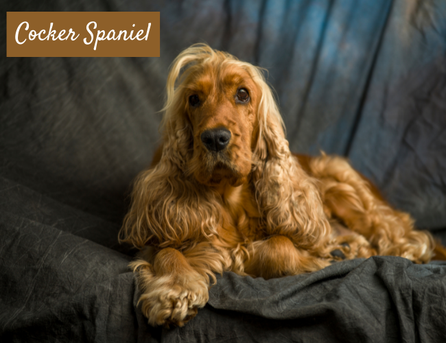 Cocker Spaniel