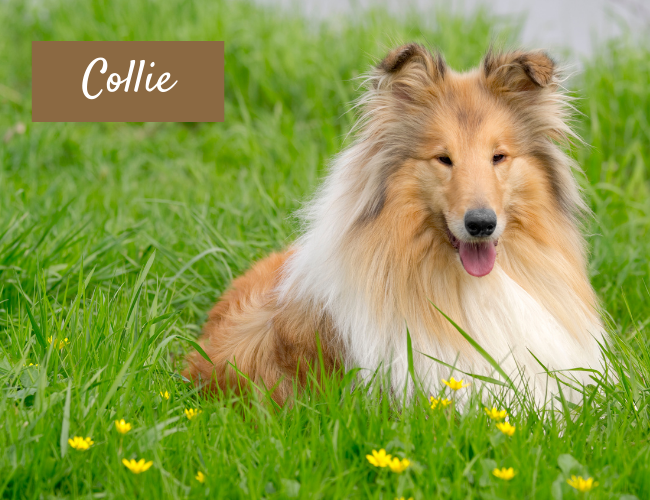 Collie