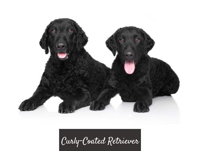 Curly Coated Retriever