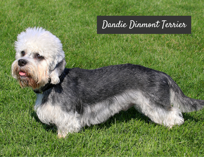 Dandie Dinmont Terrier