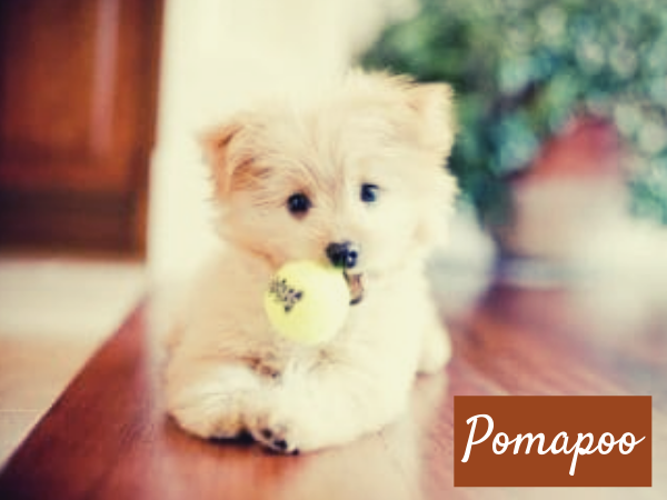 Pomapoo