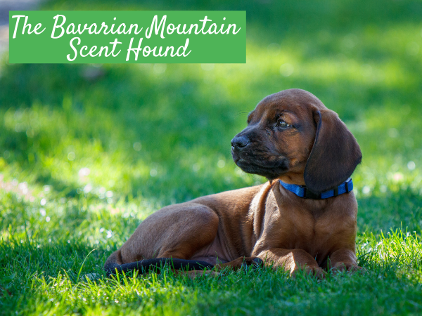 The Bavarian Mountain Scent Hound